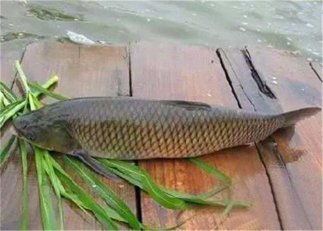 誰說草魚必須釣浮？野釣草魚還真不能跟大師學，釣底也有優勢