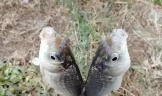 4月釣鯽魚，遵循這些“野釣老規矩”，新手也能連竿
