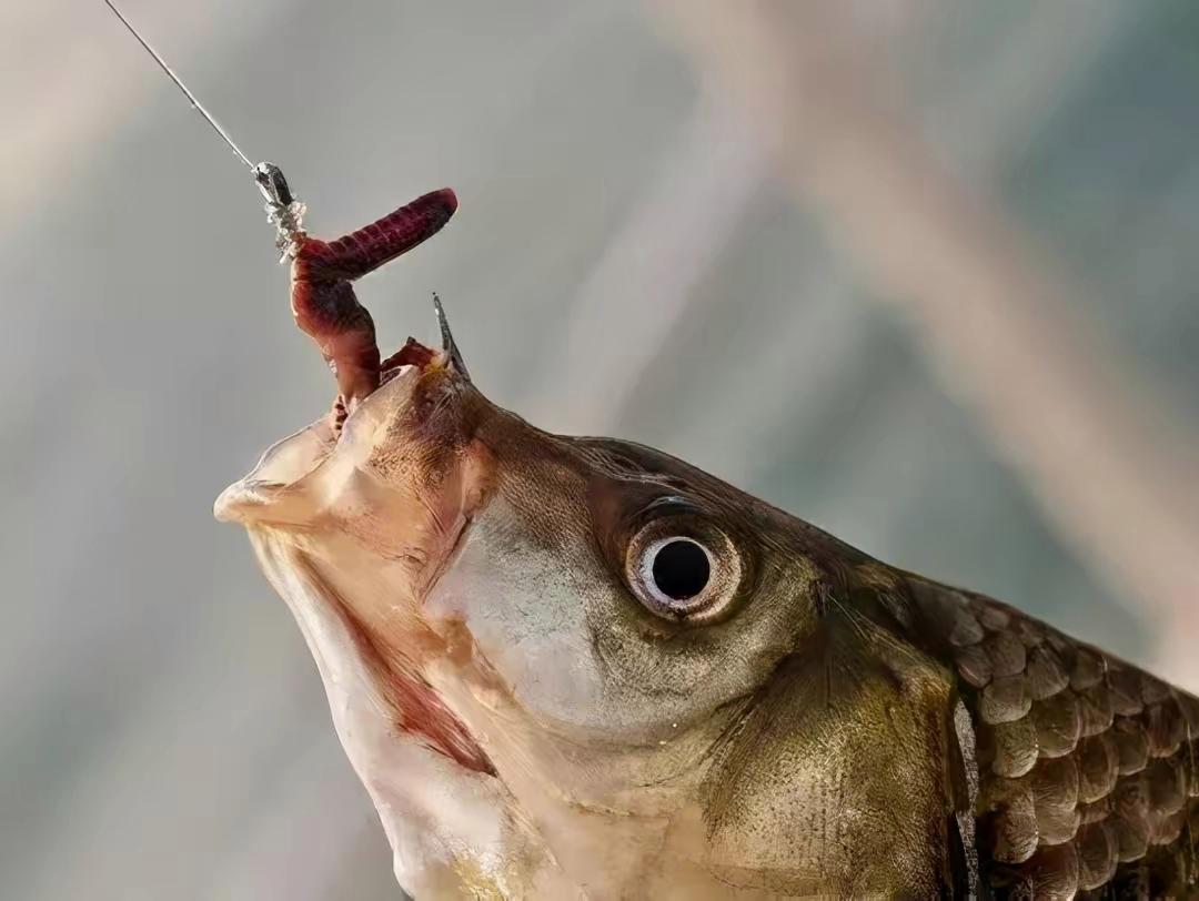 釣草魚七種獨特的餌料