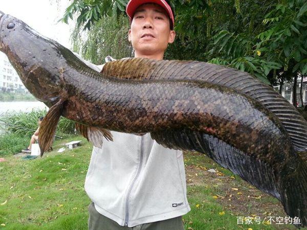 手竿釣黑魚訣竅，只要弄清楚4點，家里的黑魚吃不完！