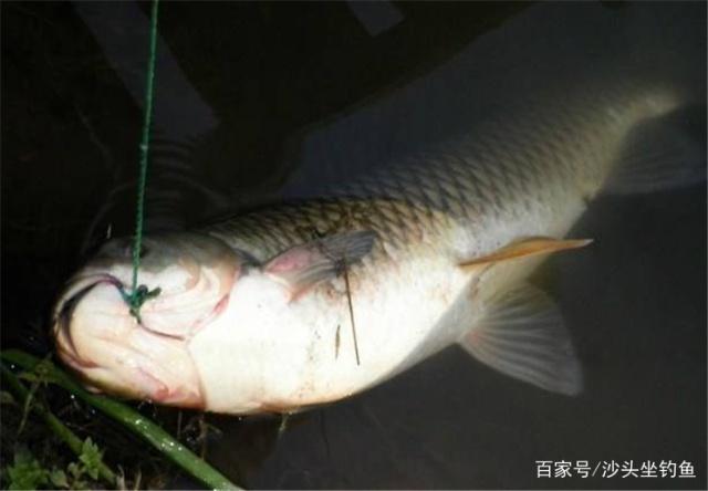想要釣上大青魚，必須掌握這些技巧，學會了不用再犯難！