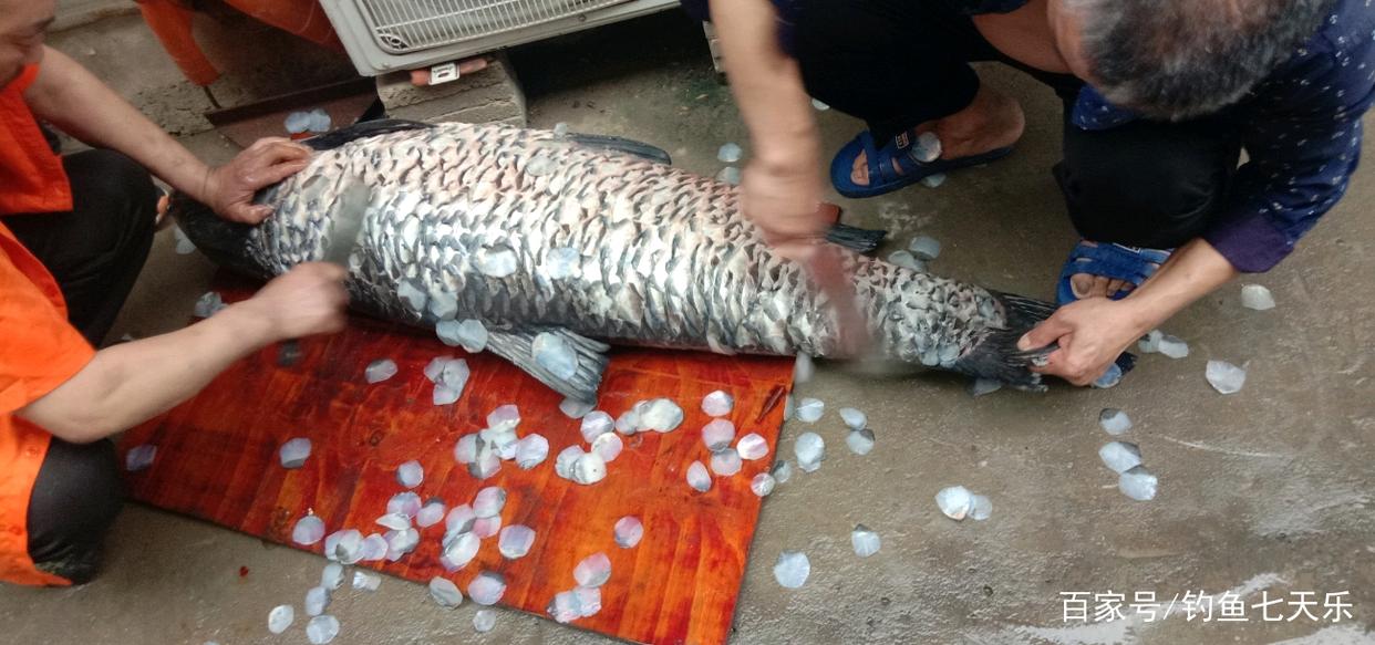 福州釣友釣獲一條大青魚，胸圍如腰粗！有人惦記上了它的“魚鱗”