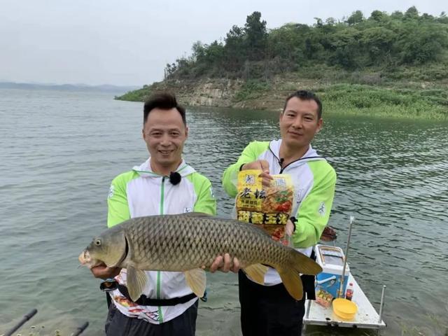 六月份如何釣鯉魚？這三個細節沒有忽視，上魚才會更多更快