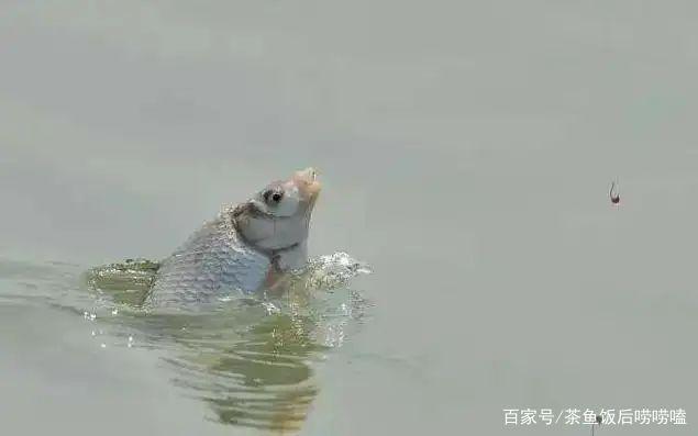 夏釣鰱鳙，這3個點，你注意到了嗎？