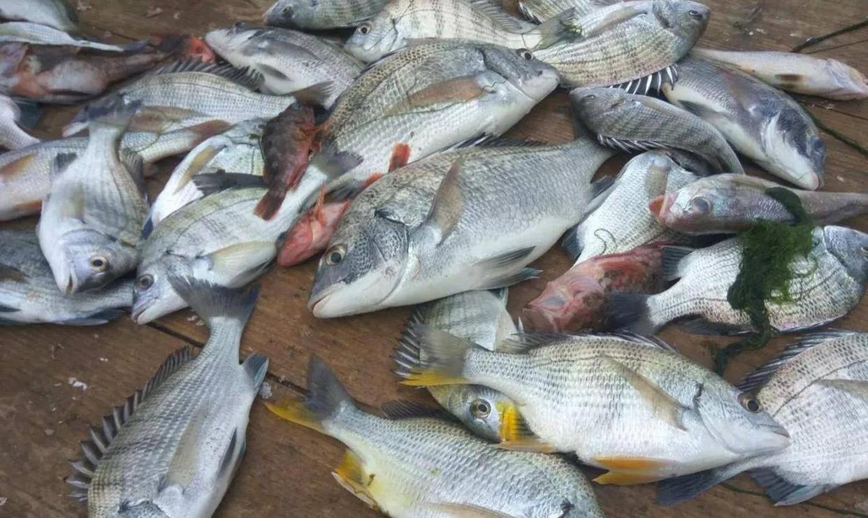 海釣漁獲顧不住本？避開這些“雷區”，出海釣魚也能成功“上岸”