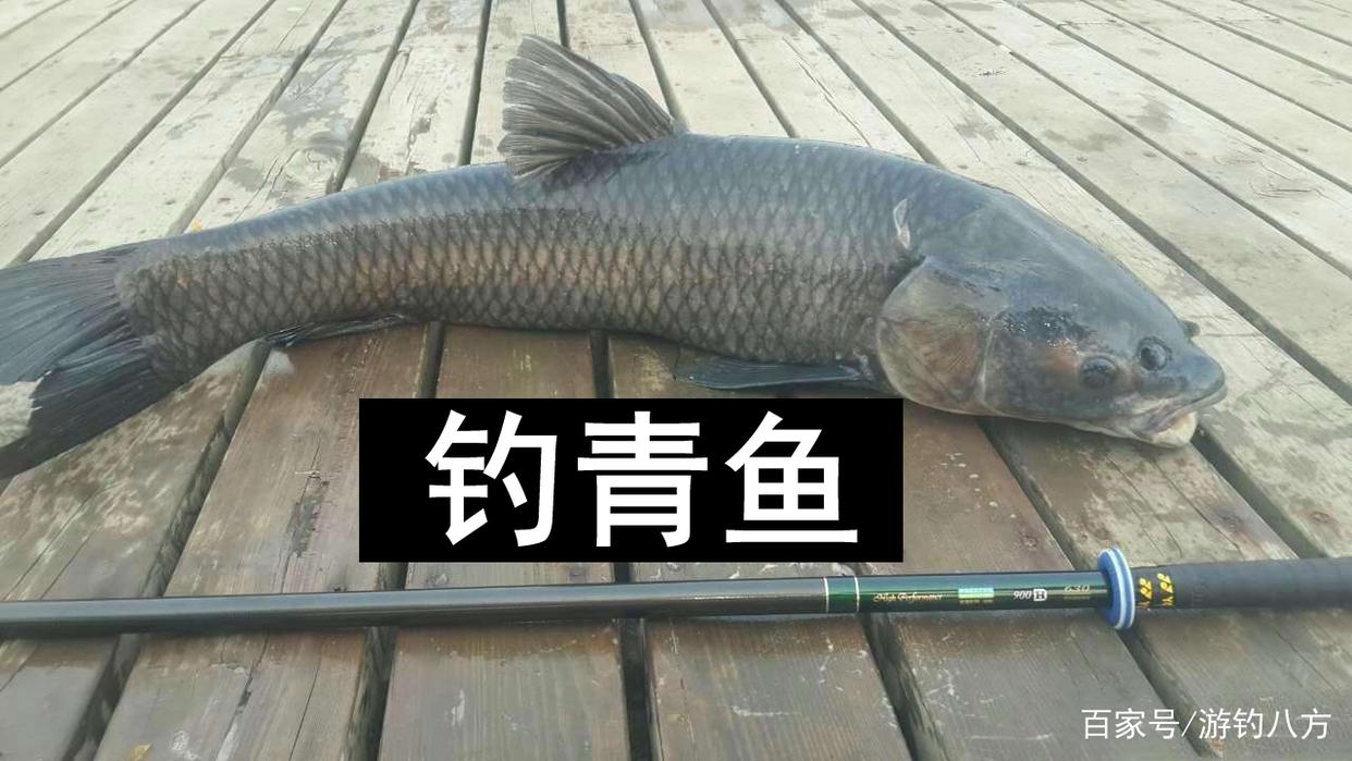 什么時候釣青魚 釣青魚水深多少最好 釣青魚的最低溫度