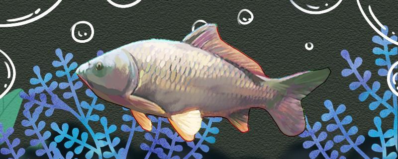 秋天釣鯉魚釣深還是淺，用什么打窩最好