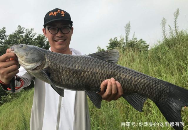 如何釣青魚？居然還有這些技巧，知道后不想魚獲都不成啊