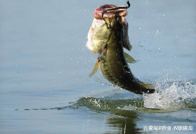 鯽魚池中釣羅非的方法，資深釣魚達人教給你