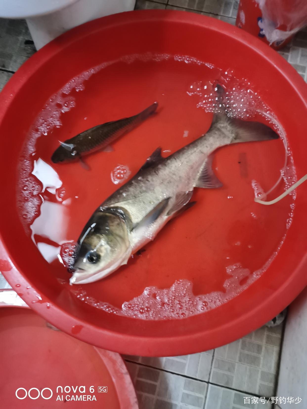 如何輕松釣鰱鳙今天就教你