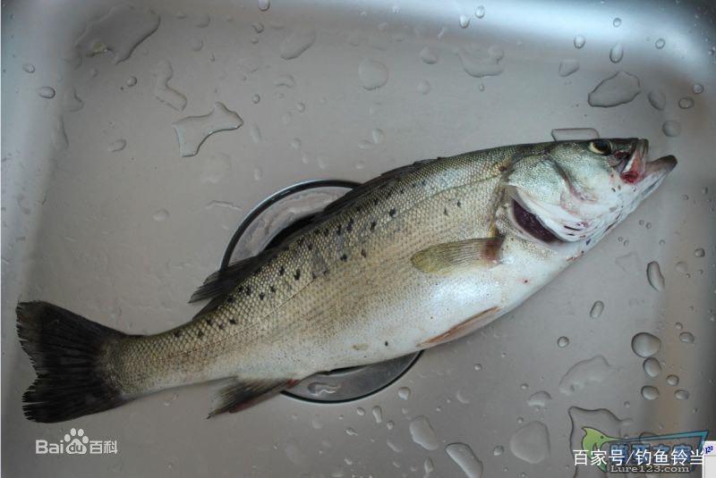 垂釣知識：結合鱸魚的習性，撐握方法與技巧，水庫釣鱸從此不求人
