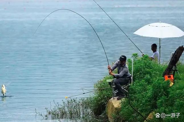 走水夜釣鯉魚