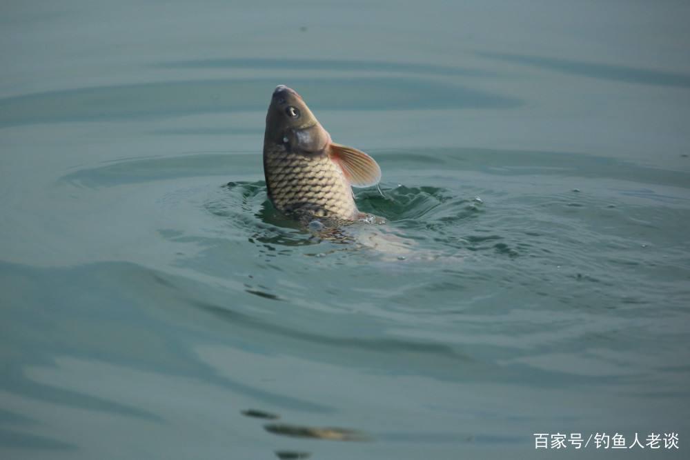 從餌料、調漂、釣位、線組等角度，分析黑坑正釣鯉魚上岸的思路