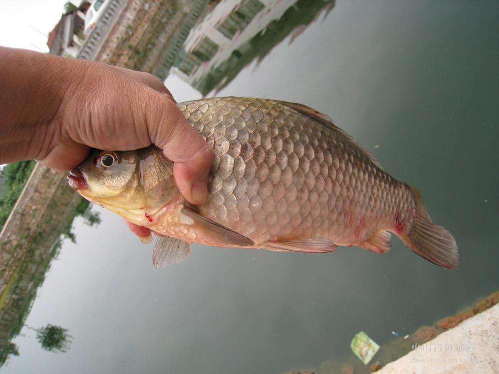 關于新手釣鯽，其實只要注意這四個細節，想要釣不到都難