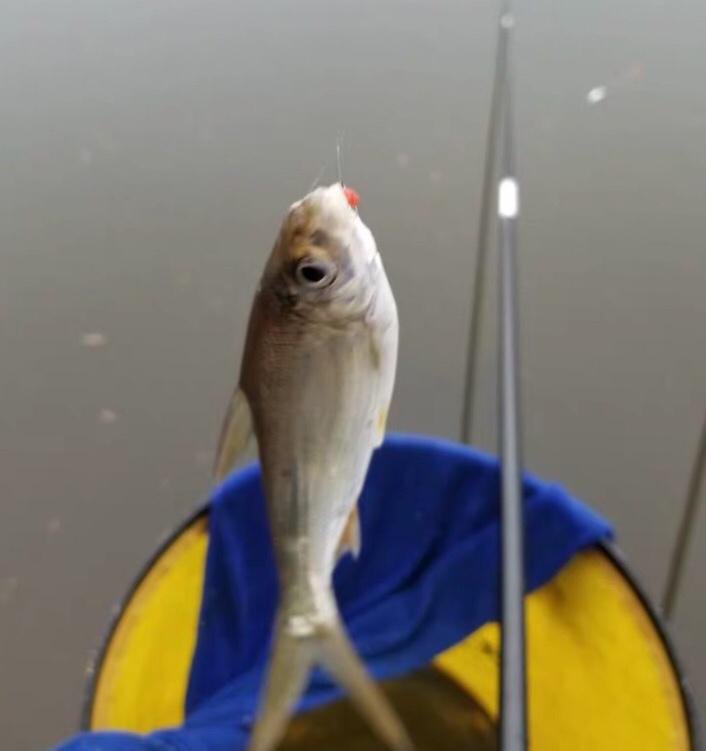 這幾個釣點在6月末野釣最合適，職業釣手都這么選釣位，不怕沒魚