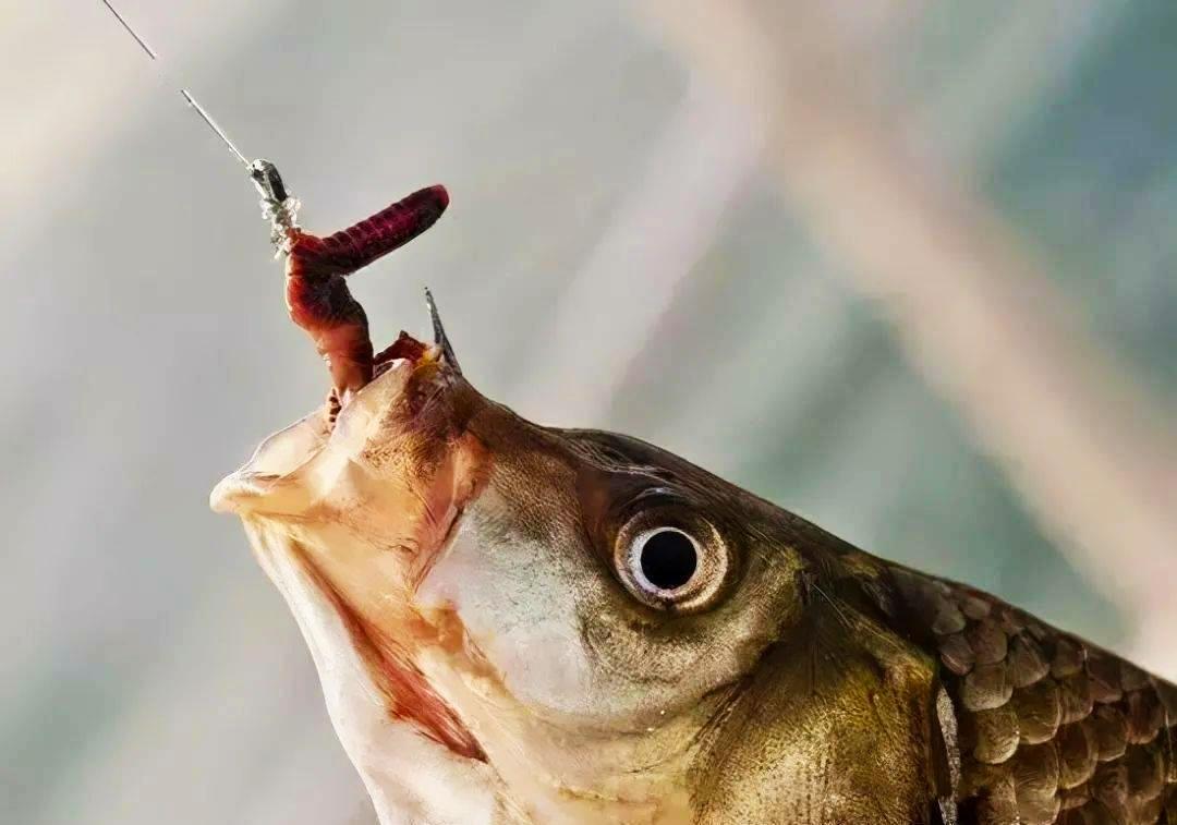 釣魚常用的蟲餌有哪些？適釣哪些魚種以及垂釣效果如何？