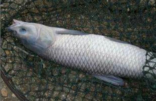 還在冬釣鯽魚？不釣青魚才傻呢！學會“這三步”，青魚釣到手軟！