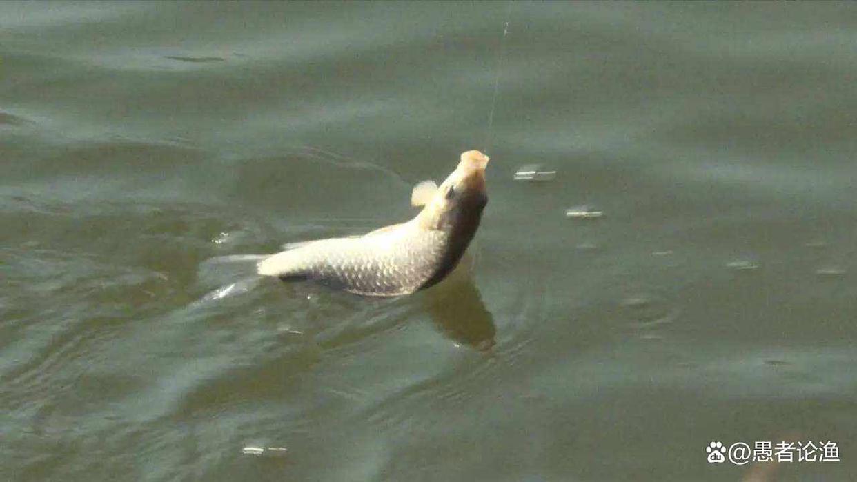 野外釣鯉魚，就用這4種味型，只要鯉魚進窩，就不怕不開口