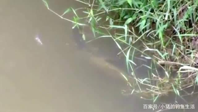 夏天釣草魚最好的時間是早上