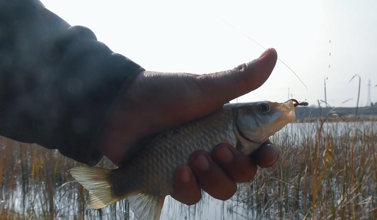 春季釣鯽魚，選位有技巧，放棄深水釣淺水或許有大驚喜