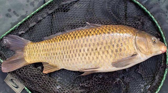 玉米釣鯉魚的3大“絕招”，釣魚新手也能用，別再說玉米釣魚不行