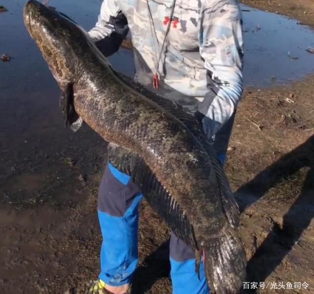 山東釣友釣獲“巨型黑魚”：體長130厘米，重量接近30斤