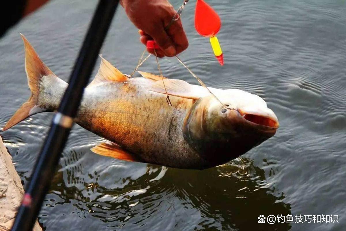 使用海竿釣鰱鳙的3種魚餌，只要味型配對了，都能釣到大鰱鳙