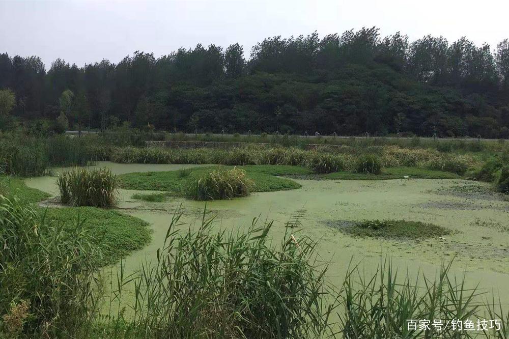 盛夏“樁釣”黑魚、鯰魚技巧，越是簡單的釣法，其實往往越是有效