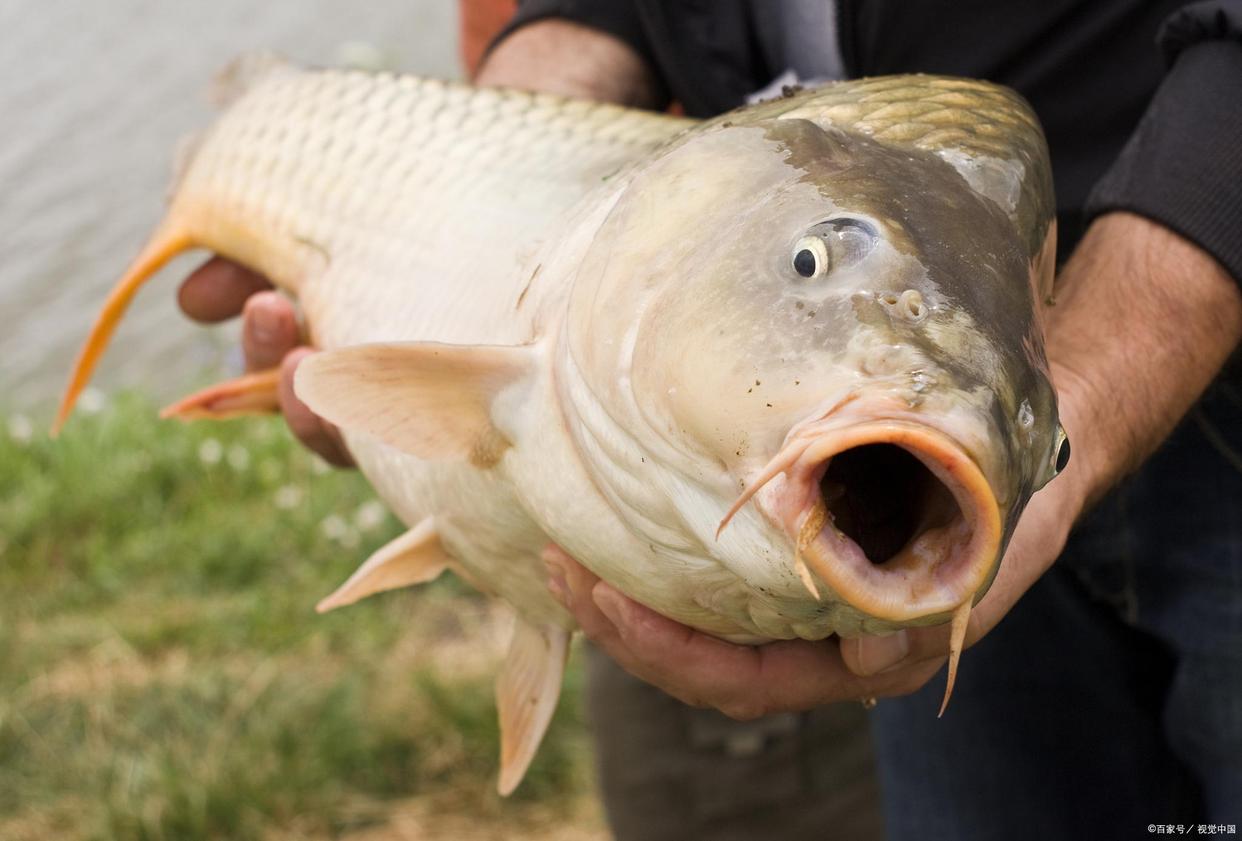 為什么釣鰱鳙用新關東，釣鯉魚草魚用伊勢尼