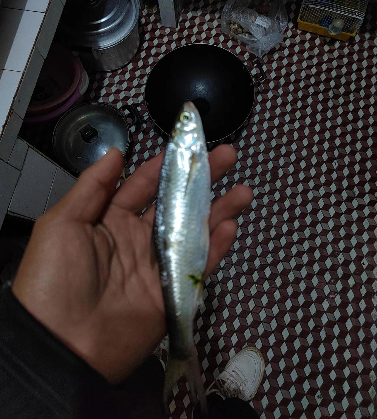 野河，最好釣七種魚排名及釣法