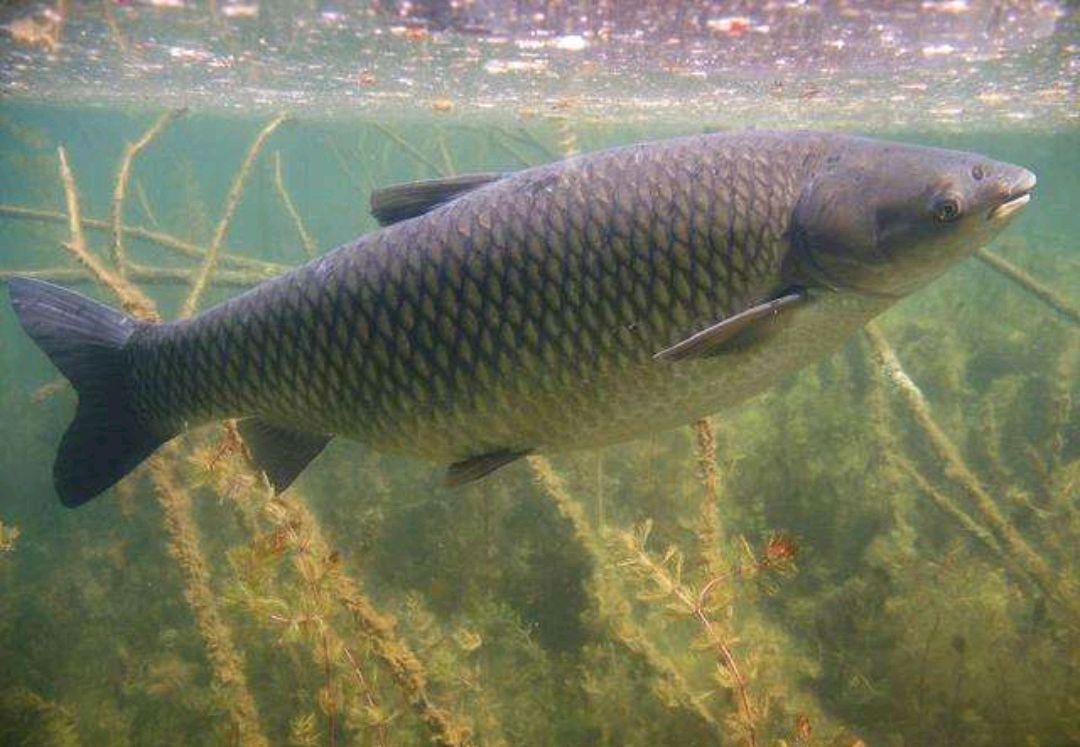 鄰居熊爺爺釣魚，釣餌只做不買，卻釣獲30斤野生草魚