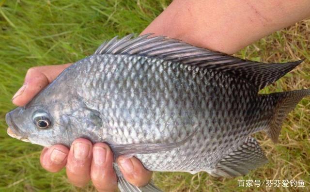 初夏垂釣羅非魚小技巧，只要掌握了這些，輕松釣到羅非魚