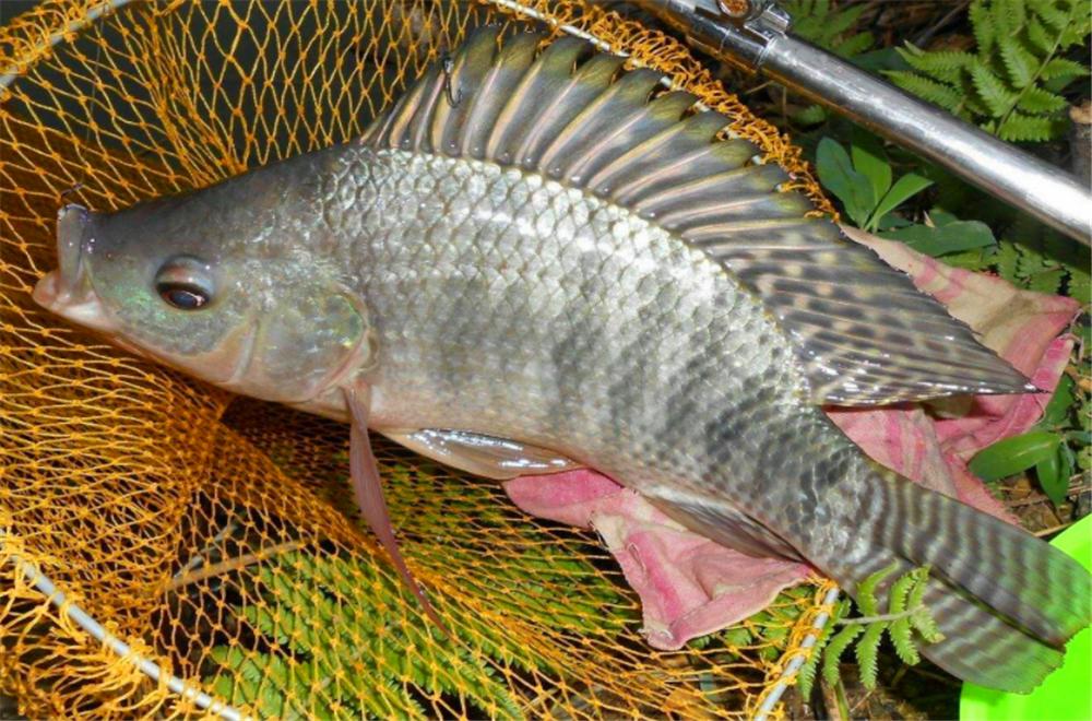 夏季釣羅非正當時，菜鳥自制冷凍餌開拉餌犯愁，關鍵掌握它的比例