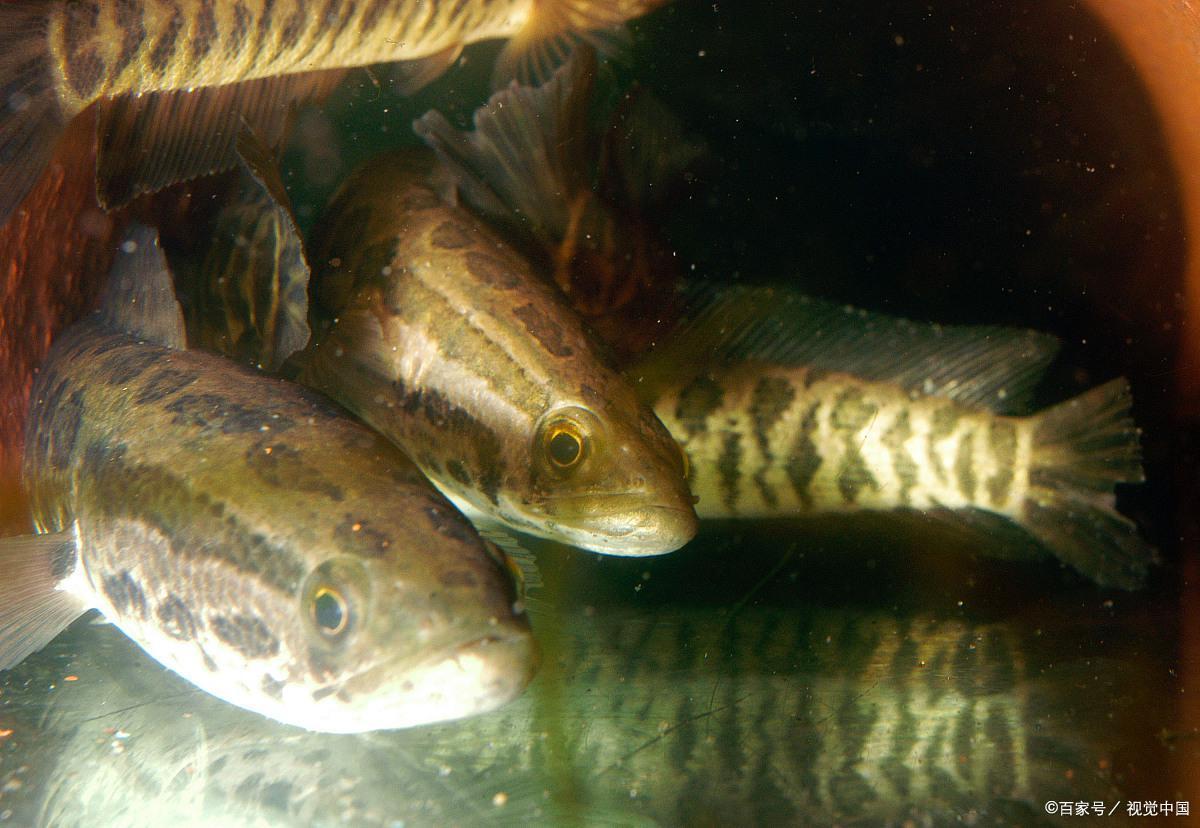 傳統釣如何垂釣黑魚？一看，二聽，掌握三種釣法