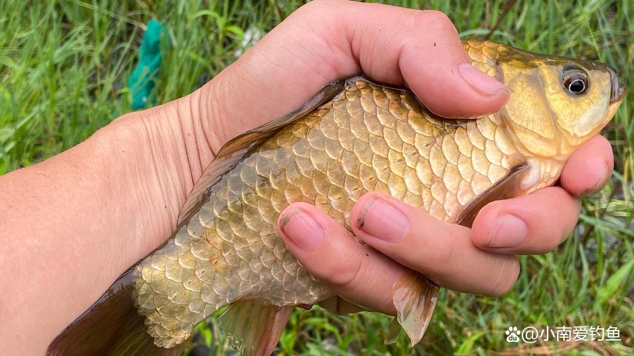 秋季垂釣掌握這四個技巧，大鯽魚連桿爽到手軟！