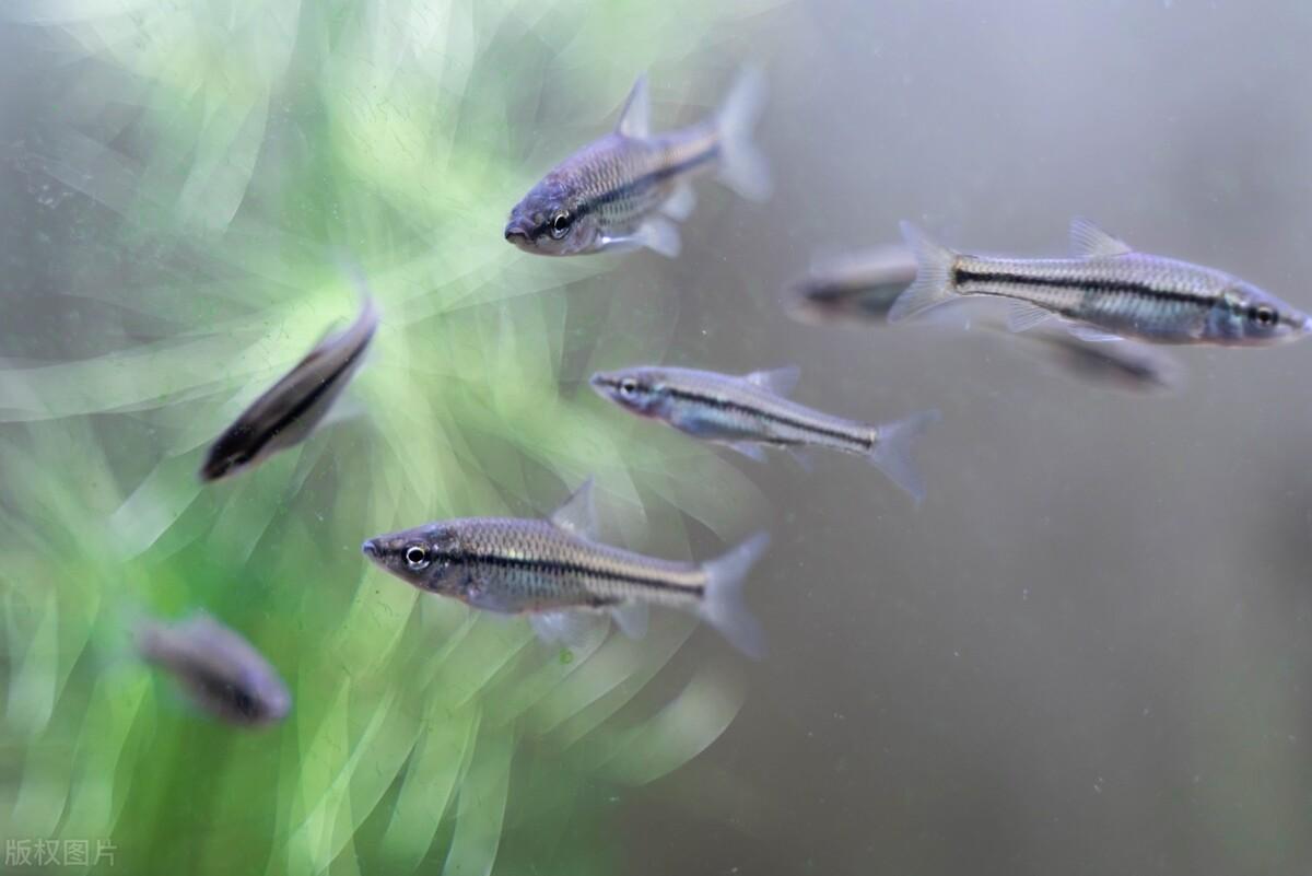 野外垂釣時，如何避免小雜魚鬧窩？教你4個方法，輕松解決！