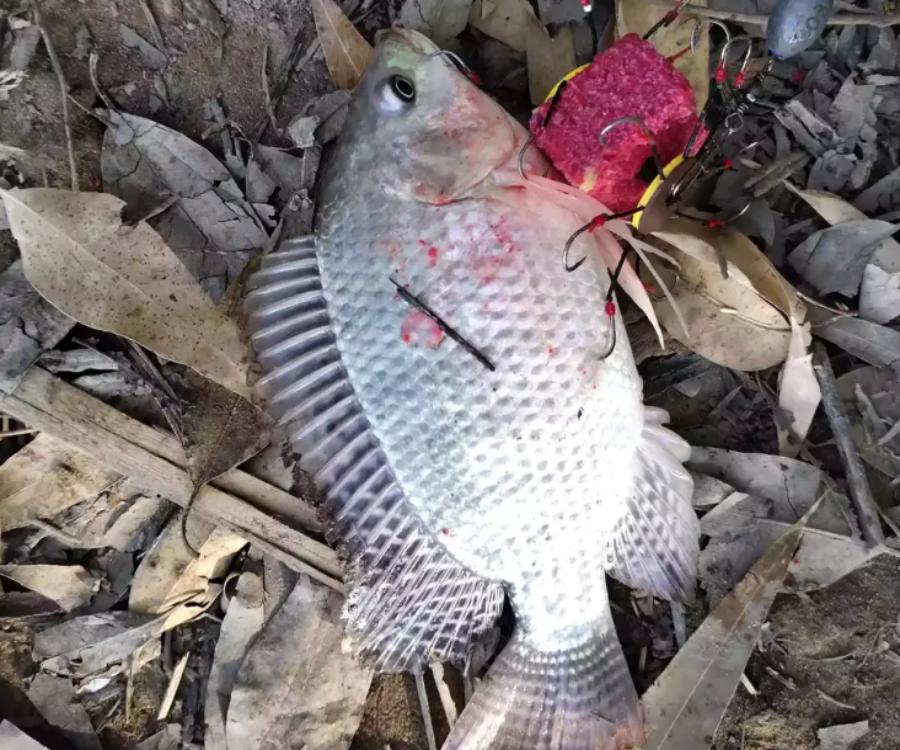 你釣過最大的魚有多大？釣友用90斤玉米打窩，釣獲127斤大青魚