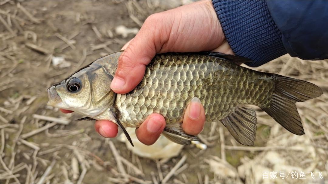 釣季這3種魚適合垂釣，想要釣得多魚餌、線組、魚鉤要搭配好！