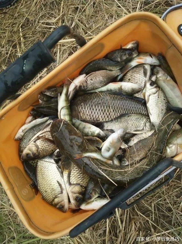 春季釣魚餌料味型如何選？
