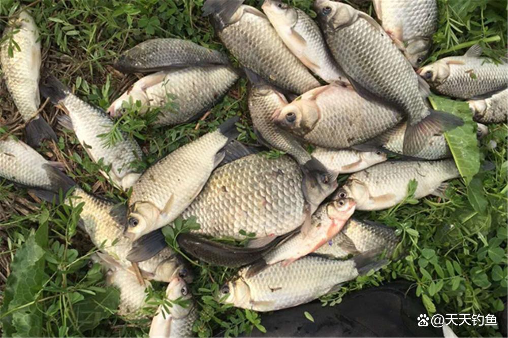 晚春野釣，用這種“復雜”釣法，小魚群里輕松釣大鯽