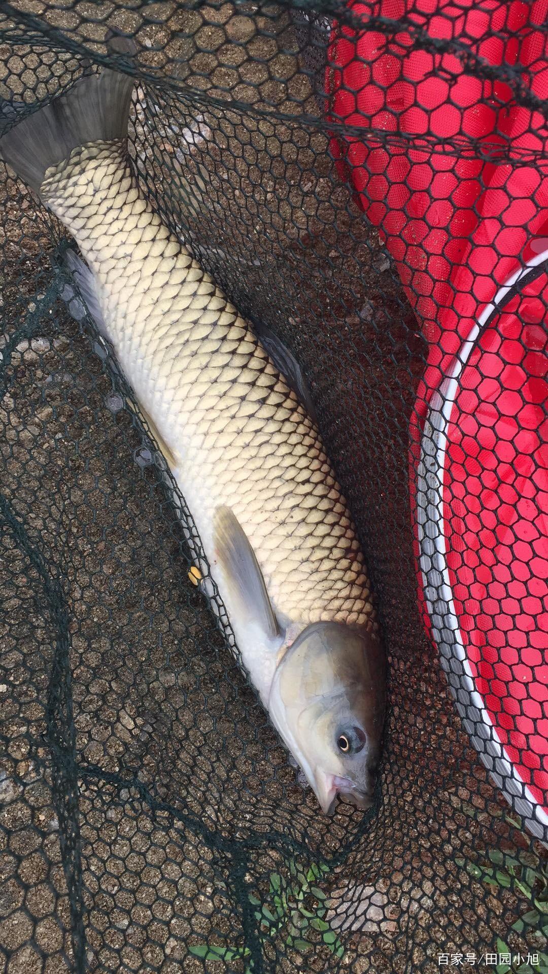 釣草魚怎么釣，釣底還是釣浮，這篇實戰經驗分享給你