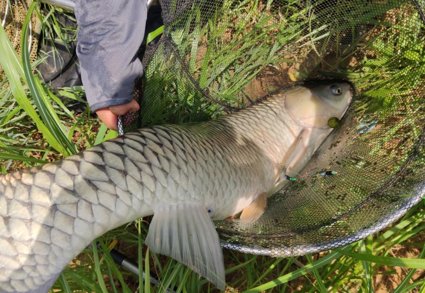 草魚開口了！夏季釣草魚，釣浮還是釣底？如何做個湖冠
