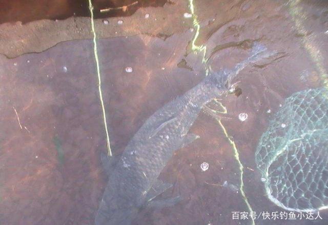 在水庫釣青魚，只要把握好技巧，想要爆護很輕松