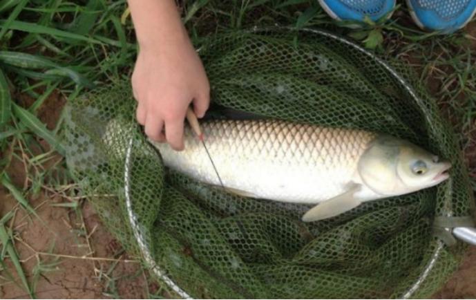 釣草魚的黃金時間你知道嗎？再搭配這套釣法，野釣黑坑都能爆護