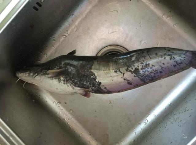 這種釣法“又土又懶”，專釣黑魚和黃辣丁，偶爾還能遇上大甲魚