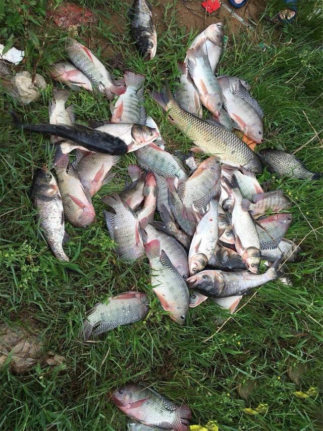 秋季釣羅非攻略，凍料可自制，誘魚很關鍵
