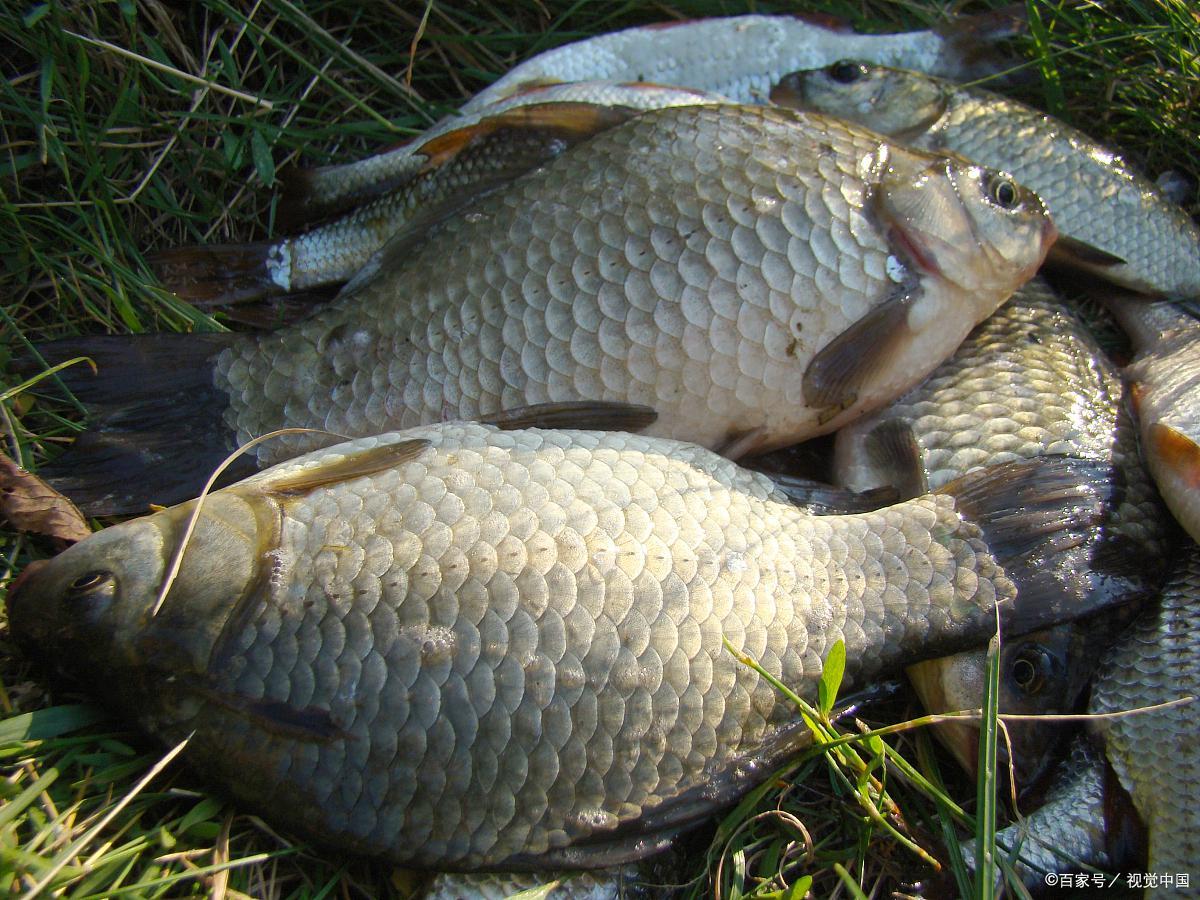 鯽魚用什么餌料釣好釣，告別空軍不忽悠