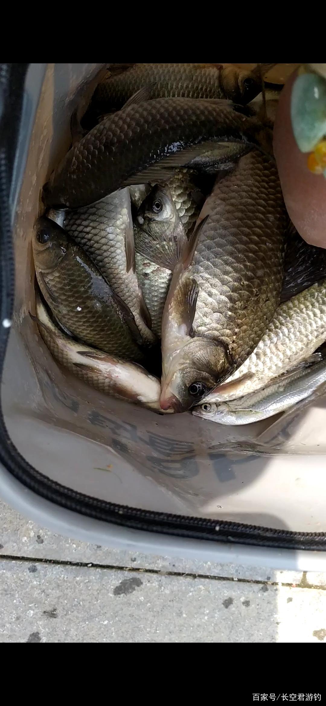 來聊聊鯽魚的釣法知道幾種