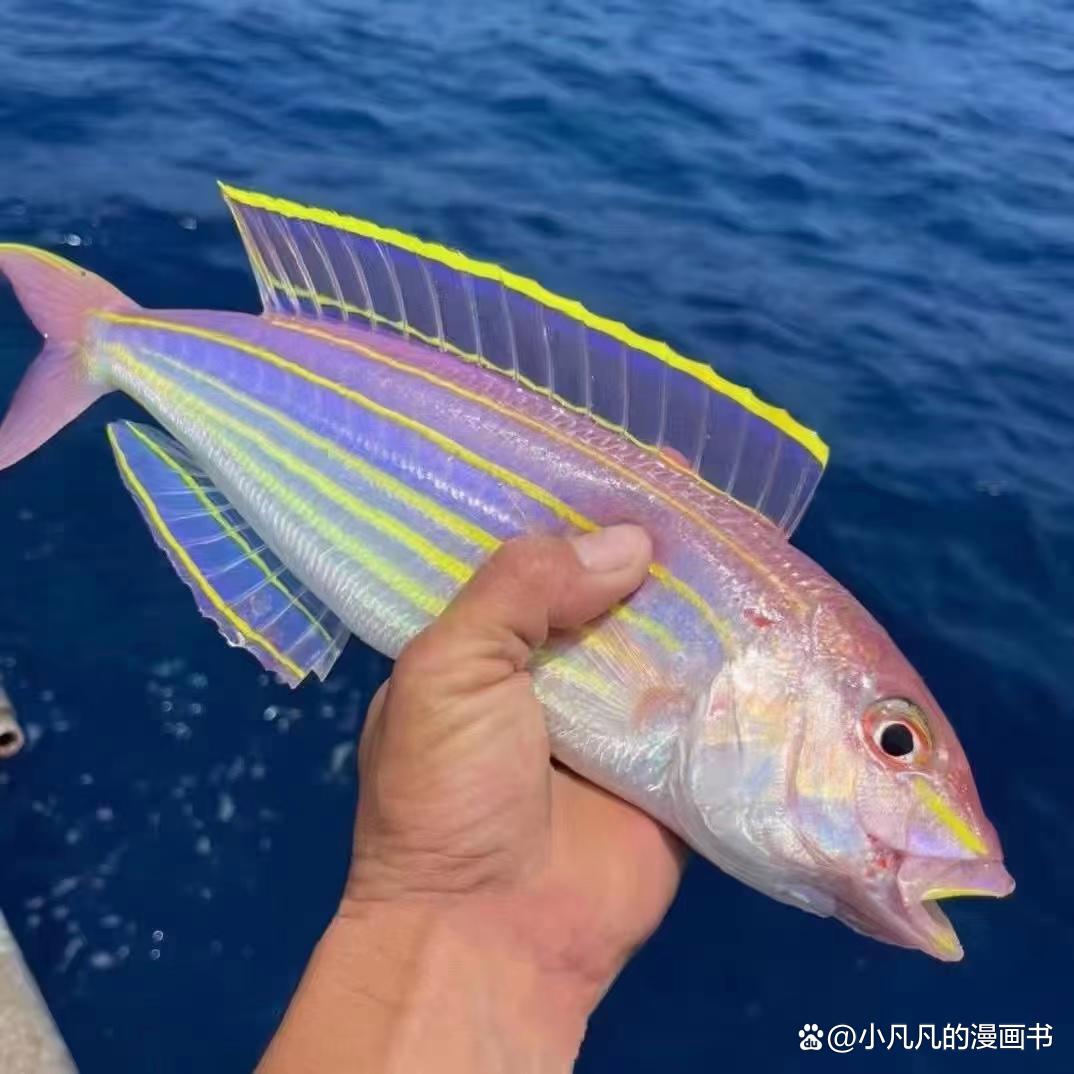 海釣大金線魚紅杉魚一種補腎的魚在海里能飛的海魚！