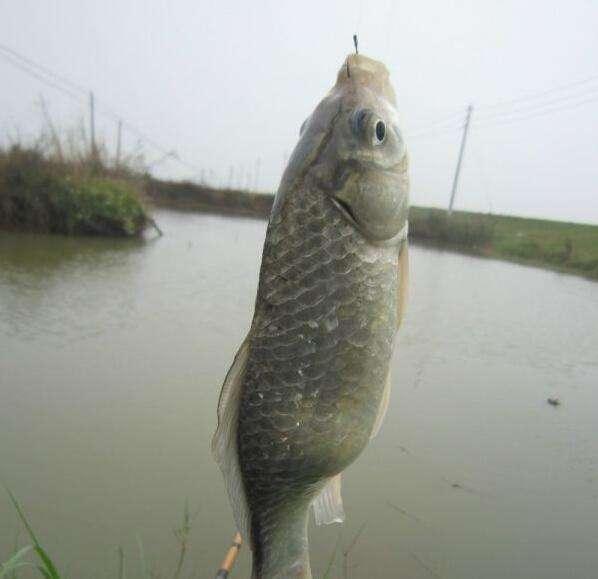 鯽魚怎么釣效果好？記住4個技巧，爆護很簡單